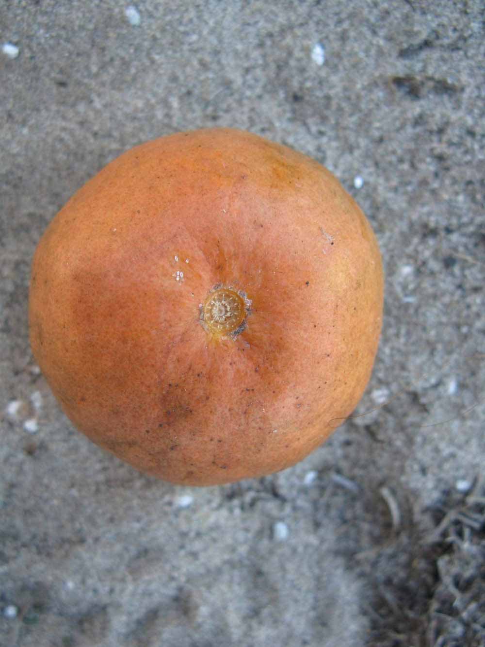              Fruit (Winter Haven, FL)       